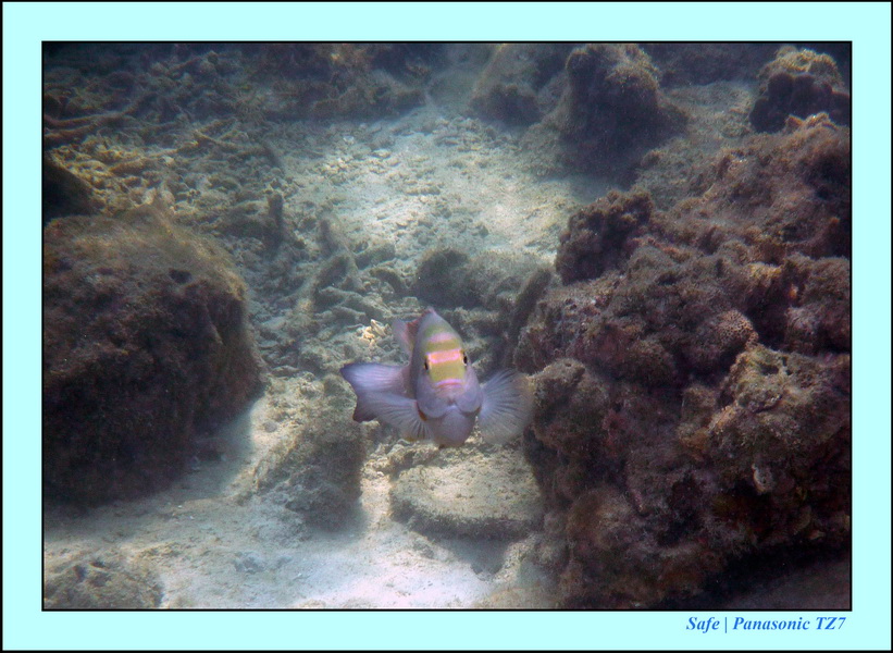 2011 - 03 - Koh Ngai 065